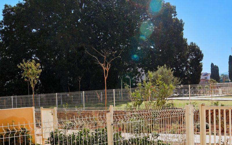 Bankje tuin en ficus boom