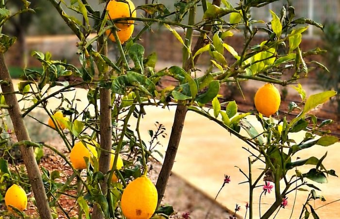 Detail citroenboom tuin algemeen
